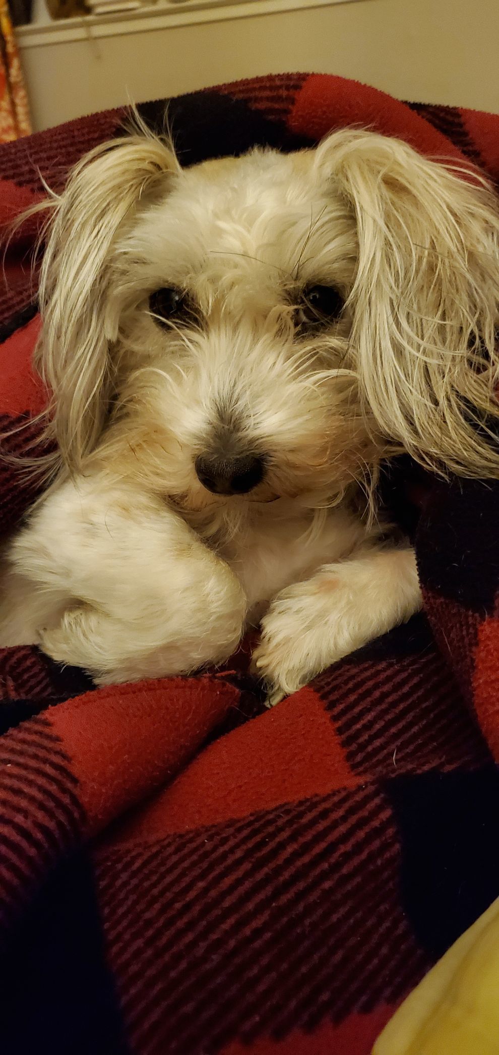 Toasty (Toasted Marshmallow)